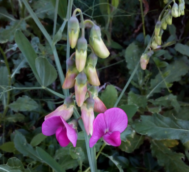 [Approximately nine flower pods are distributed on the stem of this plant. Only the lower two are fully open to show the purple flowers which have two large petals on one side with a smaller curled one in front. The buds on the next level up from the blooms are starting to turn purple. The ones closest to the top of the plant are sill mostly yellow-green.]